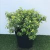 Pittosporum ten. 'Abbotsbury Gold' - 10 Litre