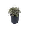 Pittosporum ten. 'Bannow Bay' - 10 Litre