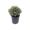 Pittosporum ten. 'Bannow Bay' - 15 Litre