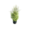 Pittosporum ten. Cratus - 10 Litre