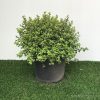 Pittosporum ten. 'Golf Ball' - 5 Litre