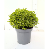 Pittosporum ten. Midget - 7.5 Litre