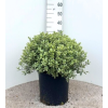 Pittosporum ten. Silver Ball - 15 Litre (Available Week 17)