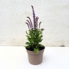 Salvia nem. 'Ostfriesland' - 2 Litre