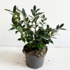 Sarcococca confusa - 3 Litre