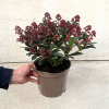 Skimmia jap. Rubella - 5 Litre
