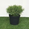 Thuja occ. Tiny Tim - 5 Litre