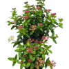 Viburnum tin. 'Eve Price' - 2 Litre