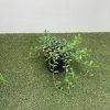 Vinca minor - 2 Litre