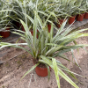 Astelia 'Silver Spear' - 5 Litre