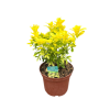 Choisya tern. Aztec Pearl - 3 Litre