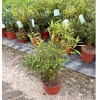 Sarcococca hook. Digyna - 5 Litre