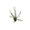 Ceanothus Burkwoodii - 5 Litre