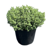 Hebe ping. Sutherlandii - 10 Litre