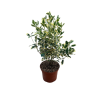 Euonymus fort. Harlequin - 5 Litre
