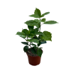 Aucuba jap. Rozannie - 2 Litre