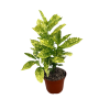 Aucuba jap. Variegata - 5 Litre