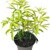 Mahonia eur. Soft Caress - 2 Litre