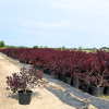 Cotinus cog. Dusky Maiden - 10 Litre