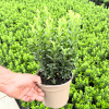 Euonymus jap. ‘Green Spire' - 2 Litre