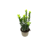 Euonymus jap. ‘Green Spire' - 2 Litre