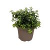 Pittosporum ten. 'Golden Ball' - 5 Litre