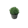 Lavender stoechas - 2 Litre