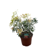 Pieris jap. 'Purity' - 5 Litre
