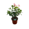 Pieris jap. Forest Flame - 3 Litre