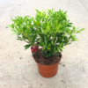 Pieris jap. 'Forest Flame' - 5 Litre