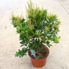 Pieris jap. 'Purity' - 5 Litre