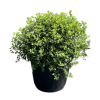 Pittosporum ten. Irish Luck - 25 Litre