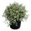 Pittosporum ten.  Variegata - 20 Litre