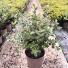 Pittosporum ten. 'Stephen's Island' - 15 Litre