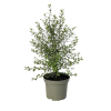 Pittosporum ten. 'Wrinkle Blue’ - 15 Litre