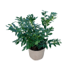 Sarcococca confusa - 5 Litre