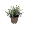 Pittosporum ten. 'Silver Ball' - 5 Litre
