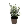 Pittosporum tenuifolium - 5 Litre