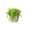Achillea fil. 'Cloth of Gold' - 2 Litre