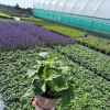 Anemone hyb. 'Whirlwind' - 2 Litre
