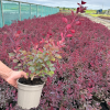 Cotinus cog. 'Dusky Maiden' - 2 Litre