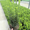 Euonymus jap. 'Jean Hughes' - 2 Litre