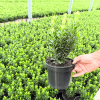 Euonymus jap. 'Jean Hughes' - 2 Litre