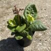 Bergenia cordifolia - 2 Litre