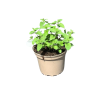 Nepeta faassenii 'Six Hills Giant' - 2 Litre
