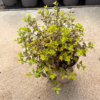 Pittosporum ten. 'Tom Thumb' - 5 Litre