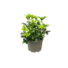 Pachysandra term. Green Sheen - 2 Litre