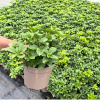 Pachysandra term. 'Green Sheen' - 2 Litre