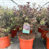 Pittosporum ten. 'Tom Thumb' - 5 Litre