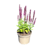 Salvia nem. "Mainacht '' - 2 Litre